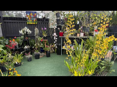Видео: +12 новых орхидей 💚