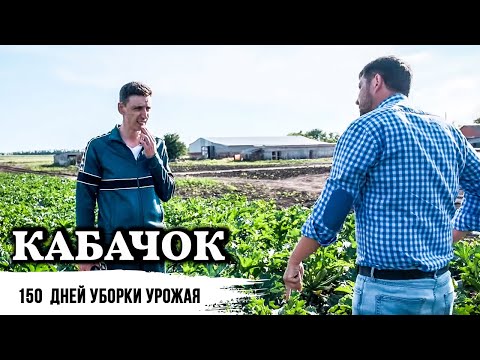 Видео: Кабачок Марселла // Сельхоз бизнес это не покер - это рулетка