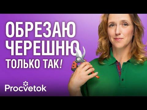 Видео: ОБРЕЗКА ЧЕРЕШНИ ОТ А ДО Я: уникальный способ формировки для компактной кроны и огромного урожая