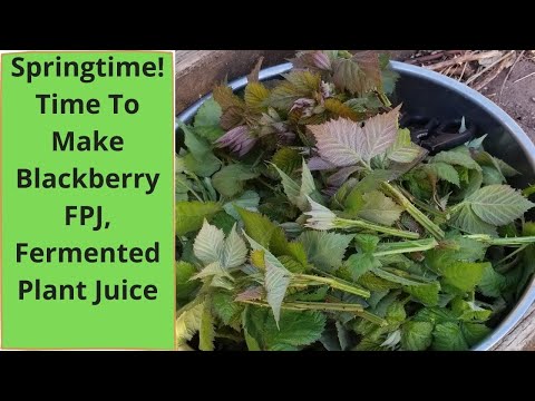 Видео: Весна — время делать BlackBerry FPJ!