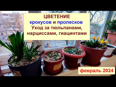 Видео: Крокусы, гиацинты, тюльпаны, нарциссы в горшках на балконе. Уход и содержание. Февраль 2024