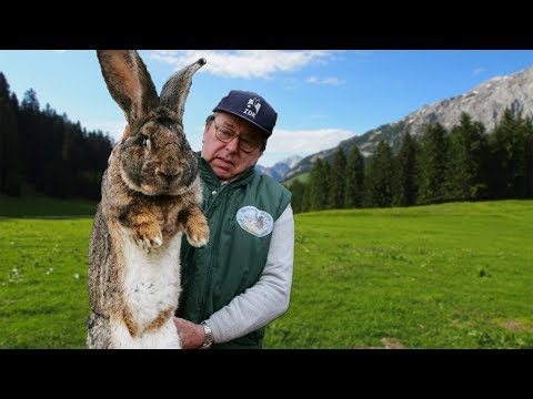 Видео: ФЛАНДР - ГИГАНТСКИЕ КРОЛИКИ. Обзор породы "бельгийский фландр". Вес, содержание, прививки, цена.