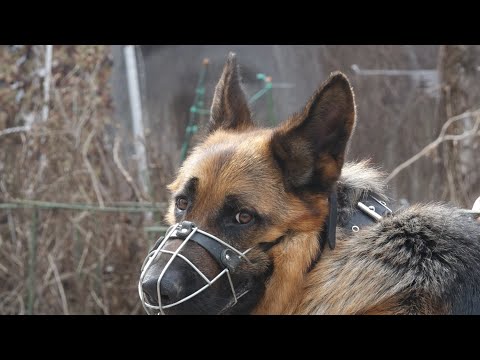 Видео: Сложная стая: атакующий овчар и рычащая корса