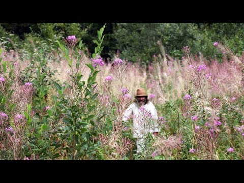 Видео: Как зарабатывают на чайном бизнесе | БИЗНЕС-ПЛАН