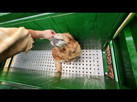 Видео: Луна тестирует весы для скота Arrowquip | Проект кормушки Fenceline