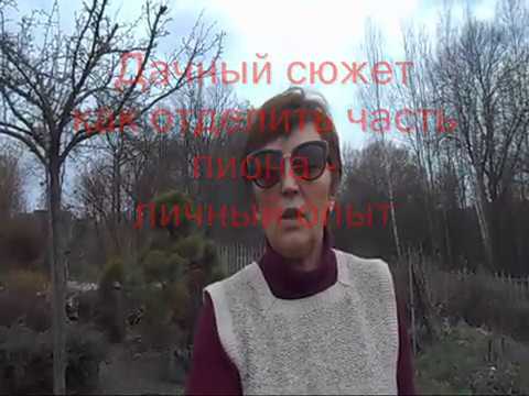Видео: Как отделить часть пиона  - личный опыт