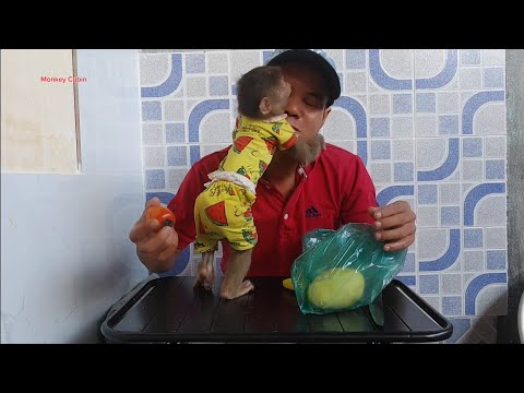 Видео: Посмотрите, как малыш-обезьянка Кубин ведёт себя совсем как человеческий ребёнок — такой игривый ...