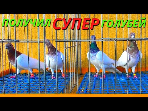 Видео: МАСТЕВЫЕ Голуби летающие по 8-9 часов 😍/ pigeon pigeons