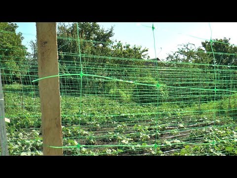 Видео: огуречная сетка капельный полив для огурцов мульча огурцам