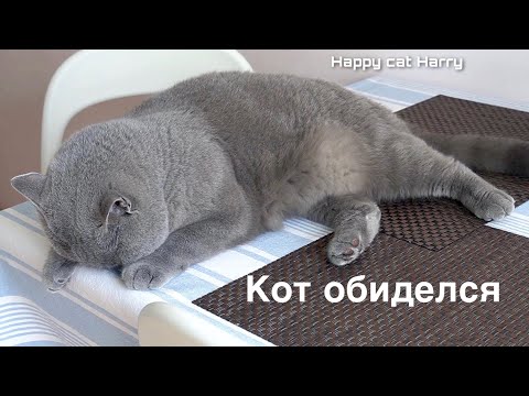 Видео: КОТ ОБИДЕЛСЯ / British cat offended