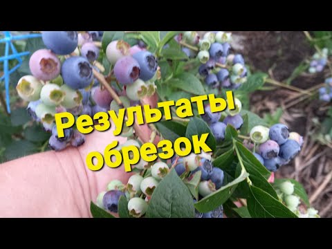 Видео: Обрезка СТАРОГО куста голубик. Видео урок 19)))