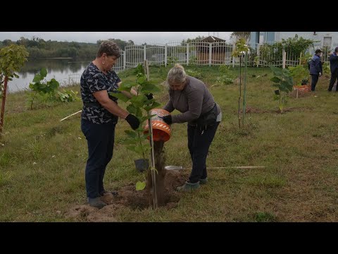 Видео: Более четырех тысяч молодых деревьев будет высажено на городских улицах этой осенью