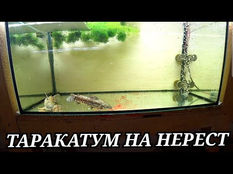 Видео: Аквариум для нереста Таракатумов