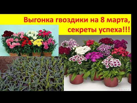 Видео: Выгонка гвоздики на 8 марта, секреты успеха!