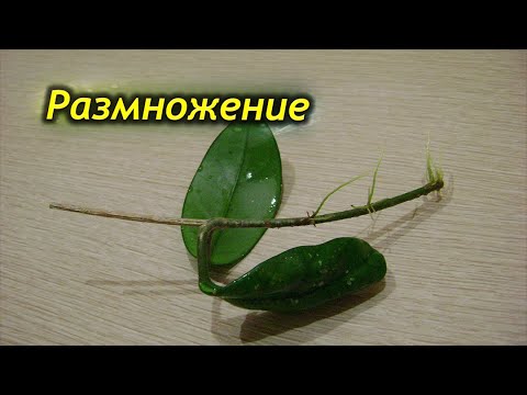 Видео: Размножение хойи. Как успешно размножить восковый плющ?