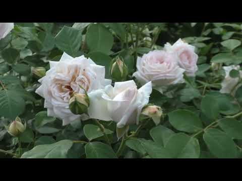 Видео: Мартин Гийо - французский шик Сибирского сада