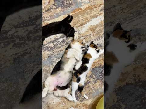 Видео: Обнимашки- это сильное средство от любых невзгод! ￼#веселыекоты #милота #собака