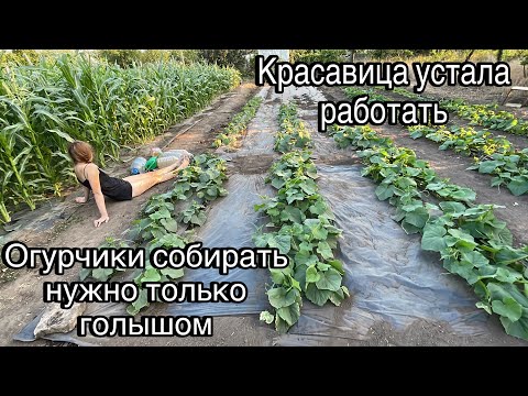 Видео: ЗАНИМАЕМСЯ НА ДАЧЕ С КРАСОТКОЙ ОГУРЧИКАМИ 