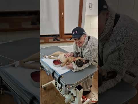 Видео: История спасения Софии, французский бульдог Асцит, или брюшная водянка @Zoovetdoctor #ушаковдмитрий