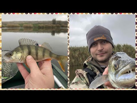 Видео: ПЕРВЫЙ ОСЕННИЙ СУДАК! Рыбалка в рх Барабой. Ловля хищника с лодки! РАЗДАЧА ОКУНЯ