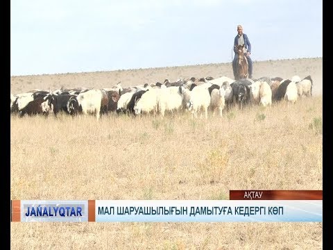 Видео: Мал шаруашылығын дамытуға кедергі көп