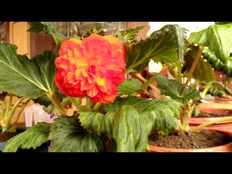 Видео: Бегония. Как убрать бегонию на зимнее хранение?