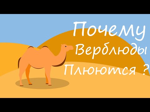Видео: Почему верблюд плюется? Зачем он это делает?