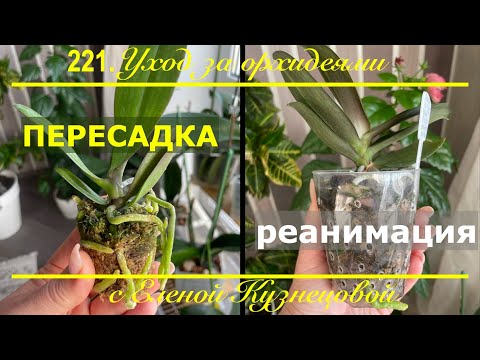 Видео: Почему ваша орхидея может погибнуть без пересадки!?
