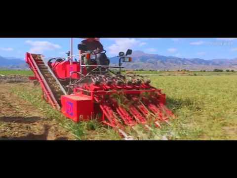 Видео: Китайский комбайн для уборки чеснока Jiayang 4U-6