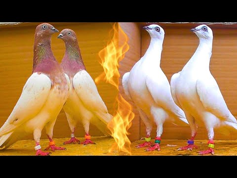 Видео: Редкие Трёхцветные и Белые Молодые голуби в ДЕЛЕ ✅😍 pigeon pigeons