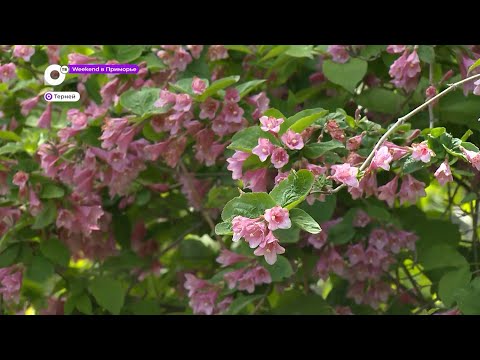 Видео: Weekend в Приморье. Едем в самый «французский» посёлок края