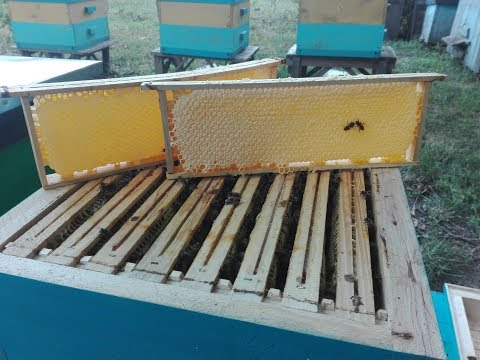 Видео: Альпийский улей. Состояние майского отводка. 2019г. Alpine hive.The status of the May layering. 2019