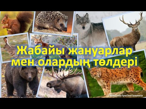 Видео: 🐺🦊🐻 Жабайы жануарлар, аңдар,олардың төлдері.Дикие животные, их детеныши на казахском языке.аю,түлкі