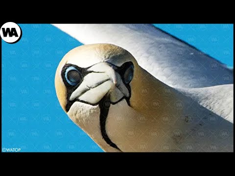 Видео: Что Происходит С Птицами, Которые Летят Слишком Долго