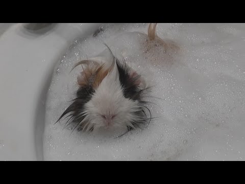 Видео: Guinea pig: Bath time! Funny animals. Купание морской свинки