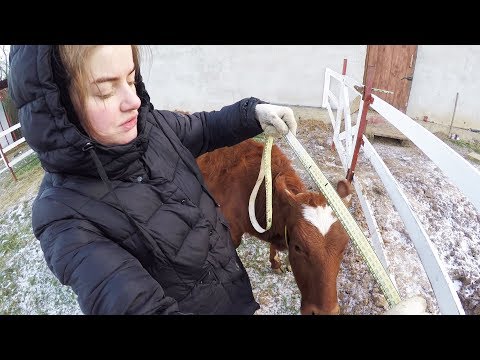 Видео: ИЗМЕРЕНИЕ ВЕСА ТЕЛКИ И КОРОВЫ. АЙРШИРСКАЯ ПОРОДА КРС