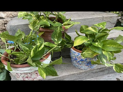 Видео: ЧЕРЕНКИ СЦИНДАПСУСА ЗОЛОТИСТОГО ПОСТИГЛА УЧАСТЬ.