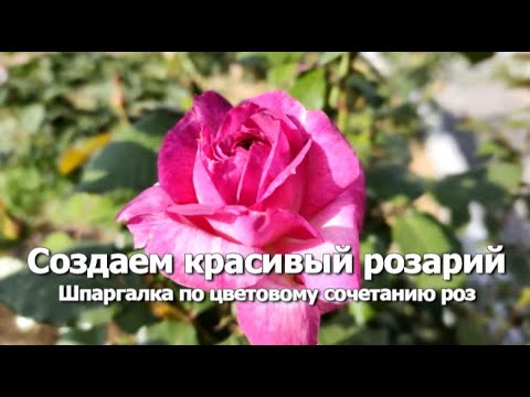 Видео: Как создать красивый розарий | Шпаргалка по цветовому сочетанию роз