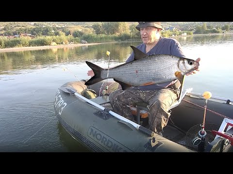 Видео: Рыбалка с лодки на кольцо, как всегда удачно.