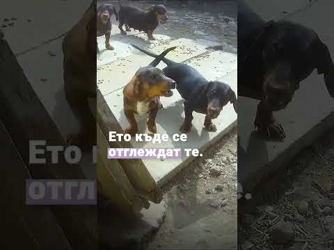 Видео: Разкрити измами с кученца #CuteQuickSick 🐶💊🏥