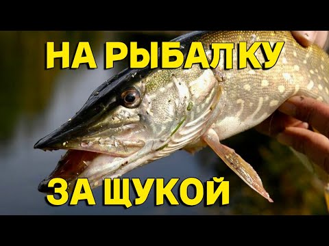 Видео: 🎣 НА РЫБАЛКУ ЗА ЩУКОЙ ЛОВЛЮ ХИЩНИЦУ НА СПИННИНГ