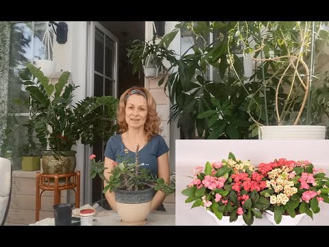 Видео: МОЛОЧАЙ МИЛЯ/ СОДЕРЖАНИЕ, ОБРЕЗКА