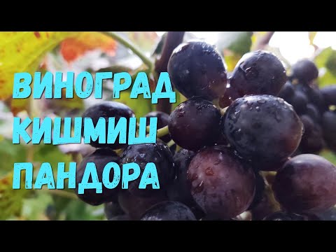 Видео: Виноград кишмиш Пандора.