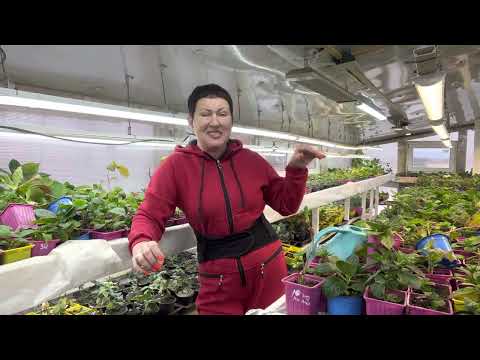 Видео: Два способа зимовки малышей крупнолистных гортензии. Или убираем в подвал.