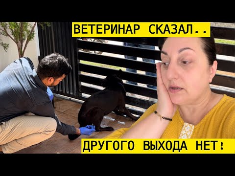 Видео: ВЕТЕРИНАР УСЫПИЛ ТУТТУ СКАЗАЛ ЧТО ДРУГОГО ВЫХОДА НЕТ ИНАЧЕ ОН К НЕЙ НЕ ПОДОЙДЕТ!