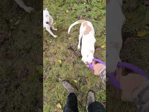 Видео: Жах😱 собаки роздирають.....дивись до кінця🙂
