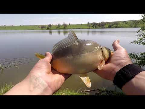 Видео: Ловля карпа в нерест! Стоит ли ловить карпа в нерест? Как получилось у меня!