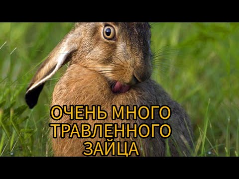 Видео: ОХОТА НА ЗАЙЦА (hunting)2022. взят 1 заяц из 4х, много травленного зайца.