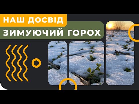 Видео: ЗИМУЮЧИЙ ГОРОХ. ЧИ Є СЕНС? #ДосліднеПоле