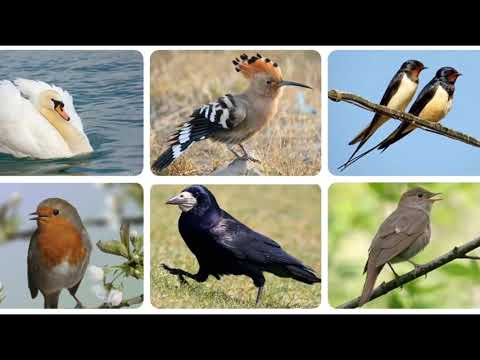 Видео: Птахи навесні. Весняні клопоти птахів